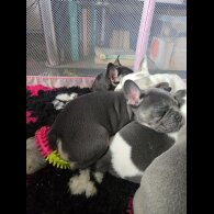 French Bulldog - Bitches