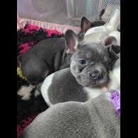 French Bulldog - Bitches