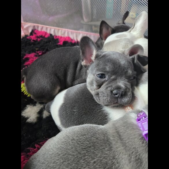 French Bulldog - Bitches