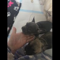 French Bulldog - Bitches