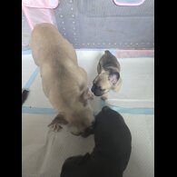 French Bulldog - Bitches
