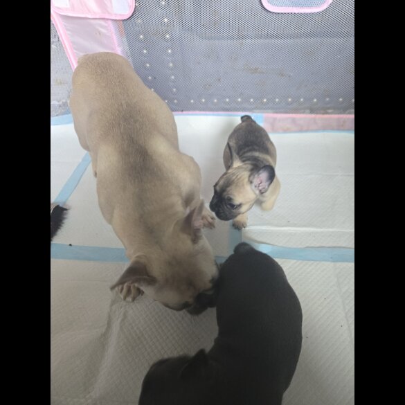 French Bulldog - Bitches