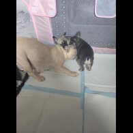 French Bulldog - Bitches