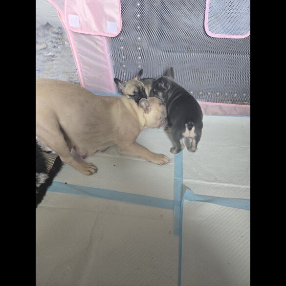 French Bulldog - Bitches