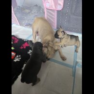French Bulldog - Bitches