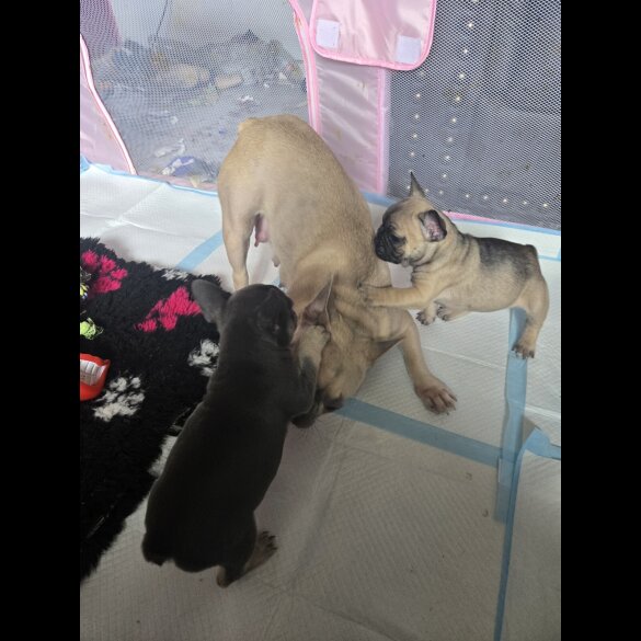 French Bulldog - Bitches