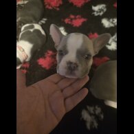 French Bulldog - Bitches