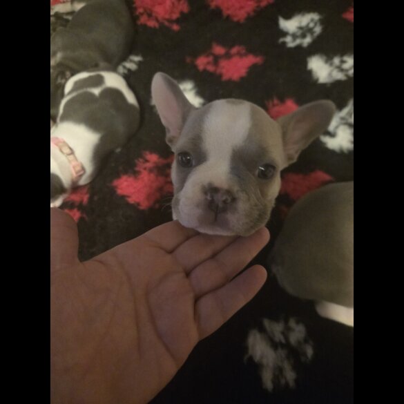 French Bulldog - Bitches