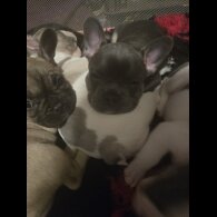 French Bulldog - Bitches