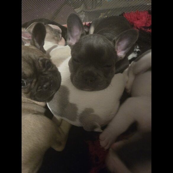 French Bulldog - Bitches