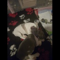 French Bulldog - Bitches