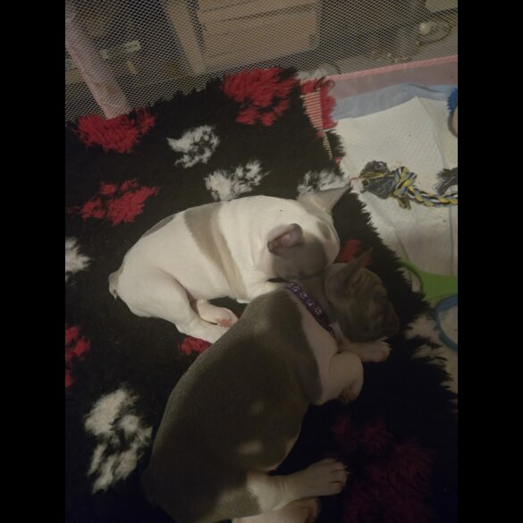 French Bulldog - Bitches