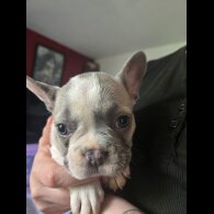 French Bulldog - Bitches