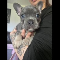 French Bulldog - Bitches
