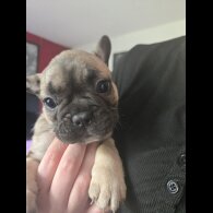 French Bulldog - Bitches