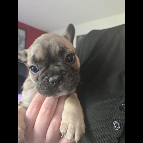 French Bulldog - Bitches