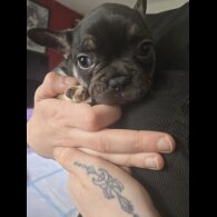 French Bulldog - Bitches