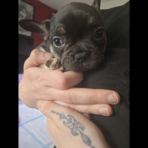 French Bulldog - Bitches