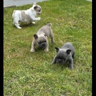 French Bulldog - Both