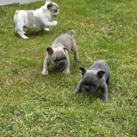French Bulldog - Both
