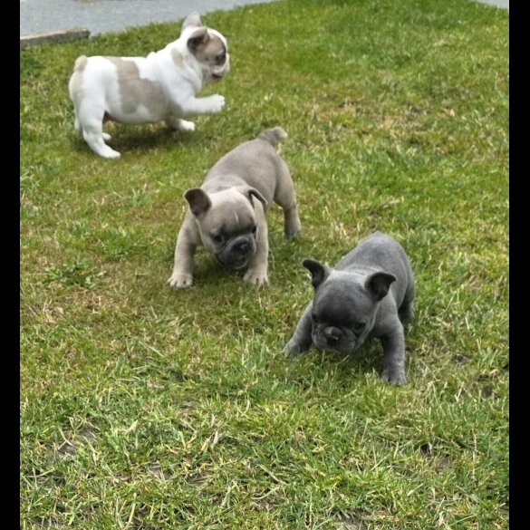 French Bulldog - Both