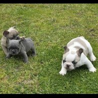 French Bulldog - Both