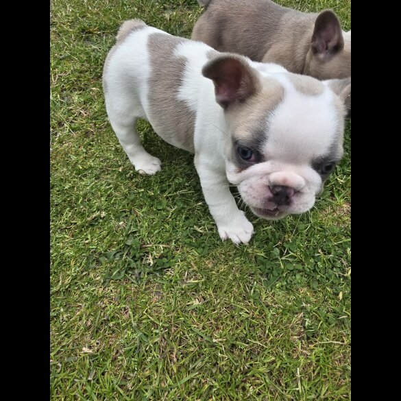 French Bulldog - Both