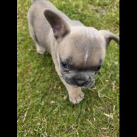 French Bulldog - Both