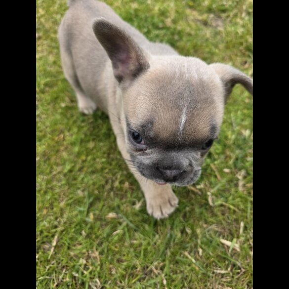 French Bulldog - Both