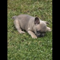 French Bulldog - Both
