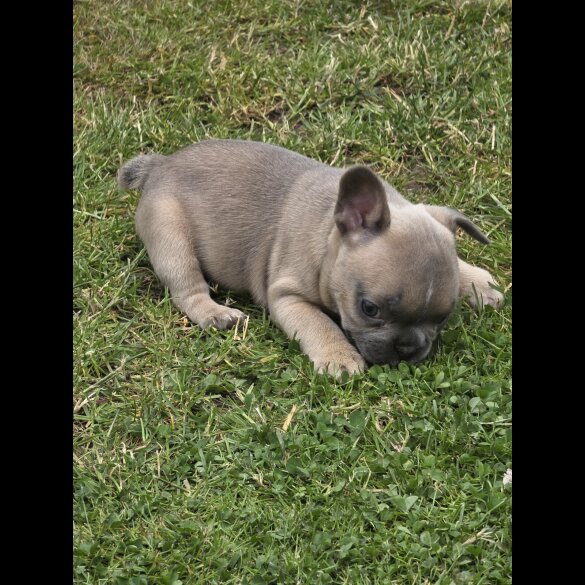 French Bulldog - Both