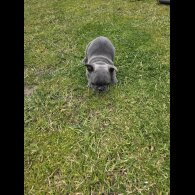 French Bulldog - Both