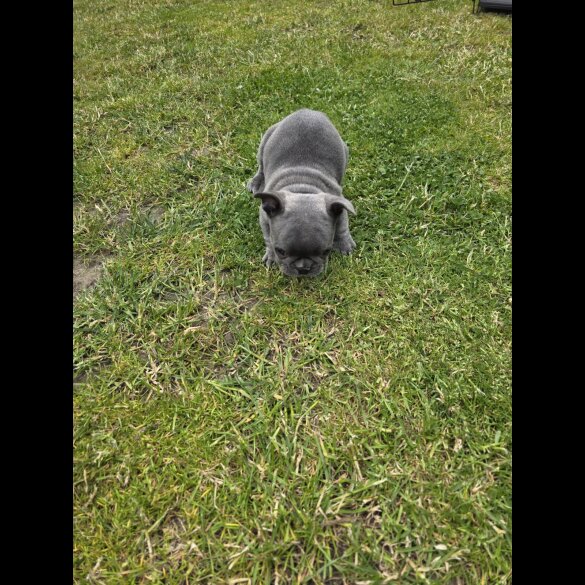 French Bulldog - Both