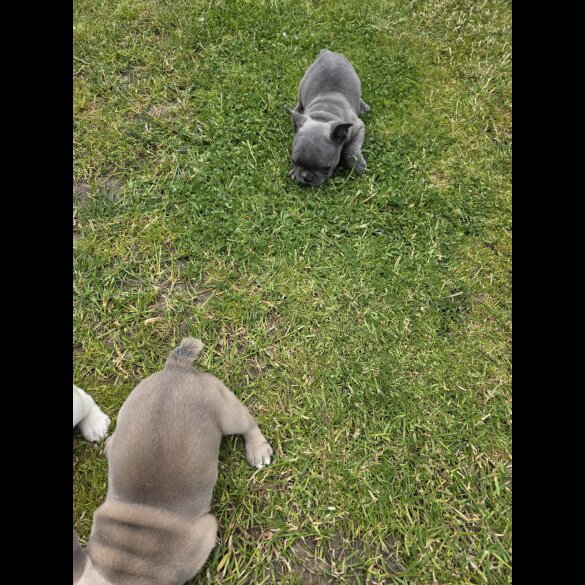 French Bulldog - Both