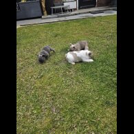 French Bulldog - Both
