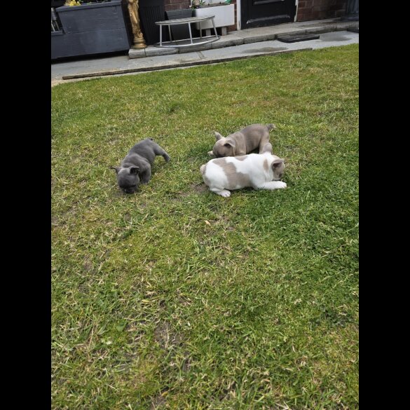 French Bulldog - Both
