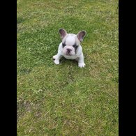French Bulldog - Both