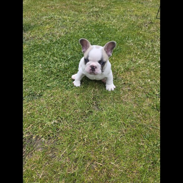 French Bulldog - Both
