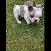 French Bulldog - Both