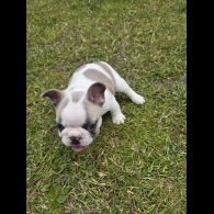 French Bulldog - Both