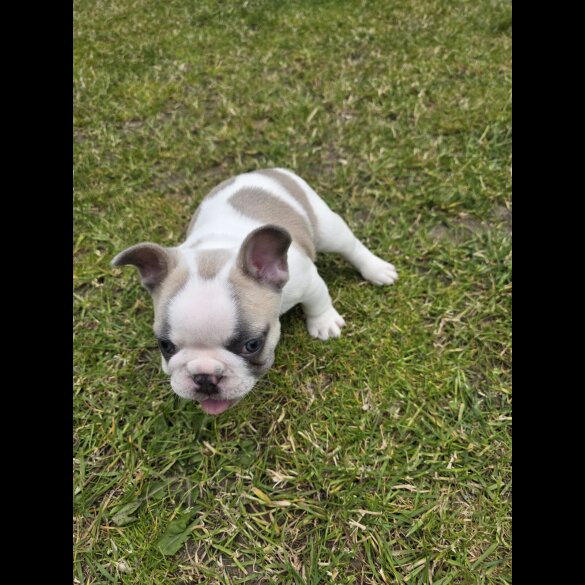 French Bulldog - Both