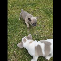 French Bulldog - Both