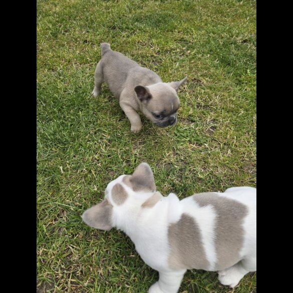 French Bulldog - Both