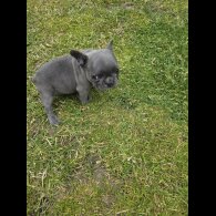 French Bulldog - Both
