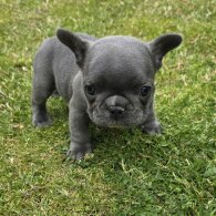 French Bulldog - Both