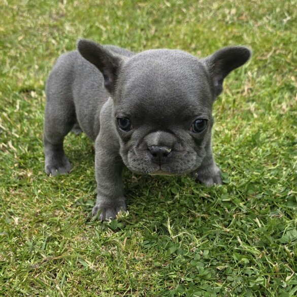 French Bulldog - Both