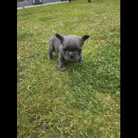 French Bulldog - Both