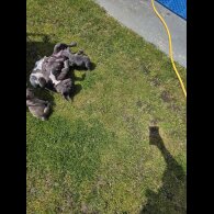 French Bulldog - Both