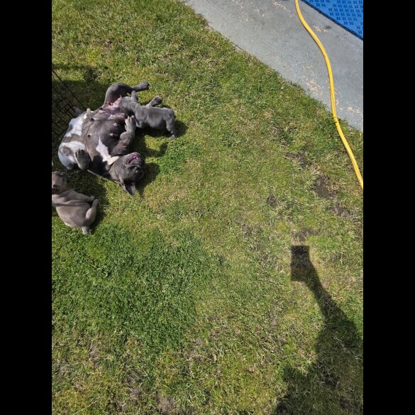 French Bulldog - Both