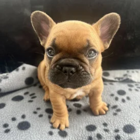 French Bulldog - Both